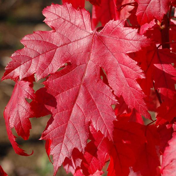 Acer X Freemanii Autumn Blaze - View 12 from www redcrocus com