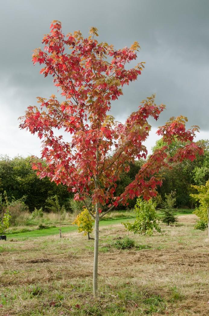 Acer X Freemanii Autumn Blaze - View 5 from www redcrocus com