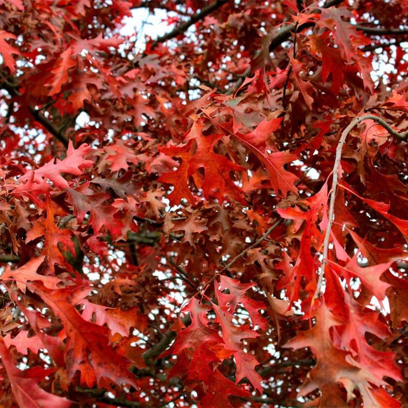 Quercus Rubra - View 19 from www redcrocus com