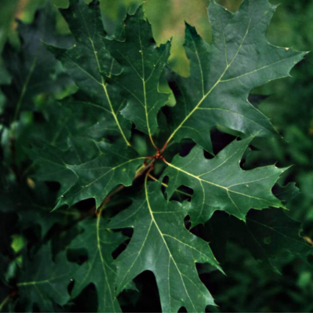 Quercus Rubra - View 20 from www redcrocus com