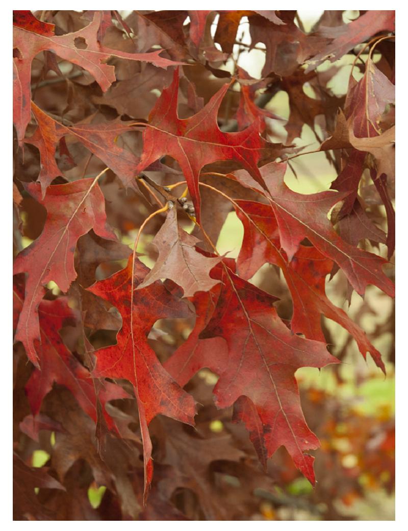 Quercus Rubra - View 7 from www redcrocus com