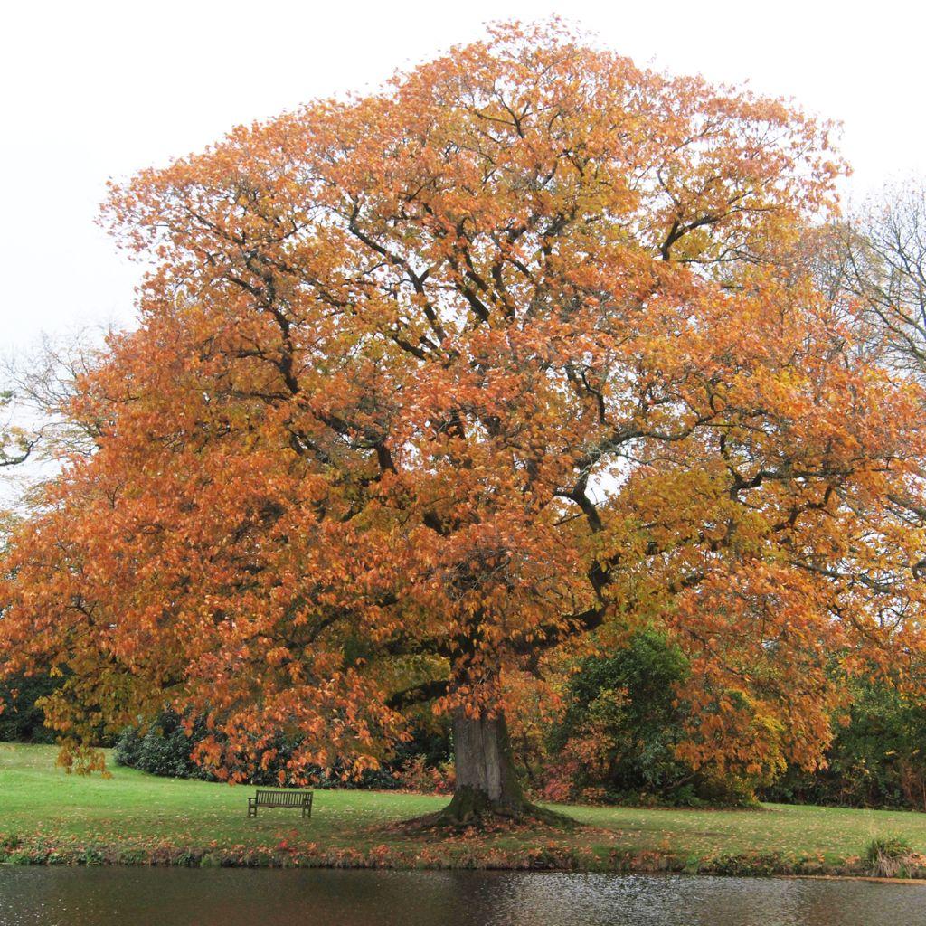 Quercus Rubra - View 9 from www redcrocus com