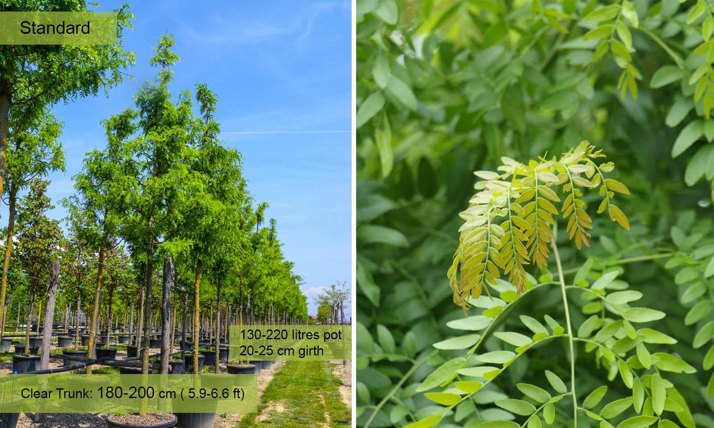 Gleditsia Triacanthos Skyline - View 12 from www redcrocus com