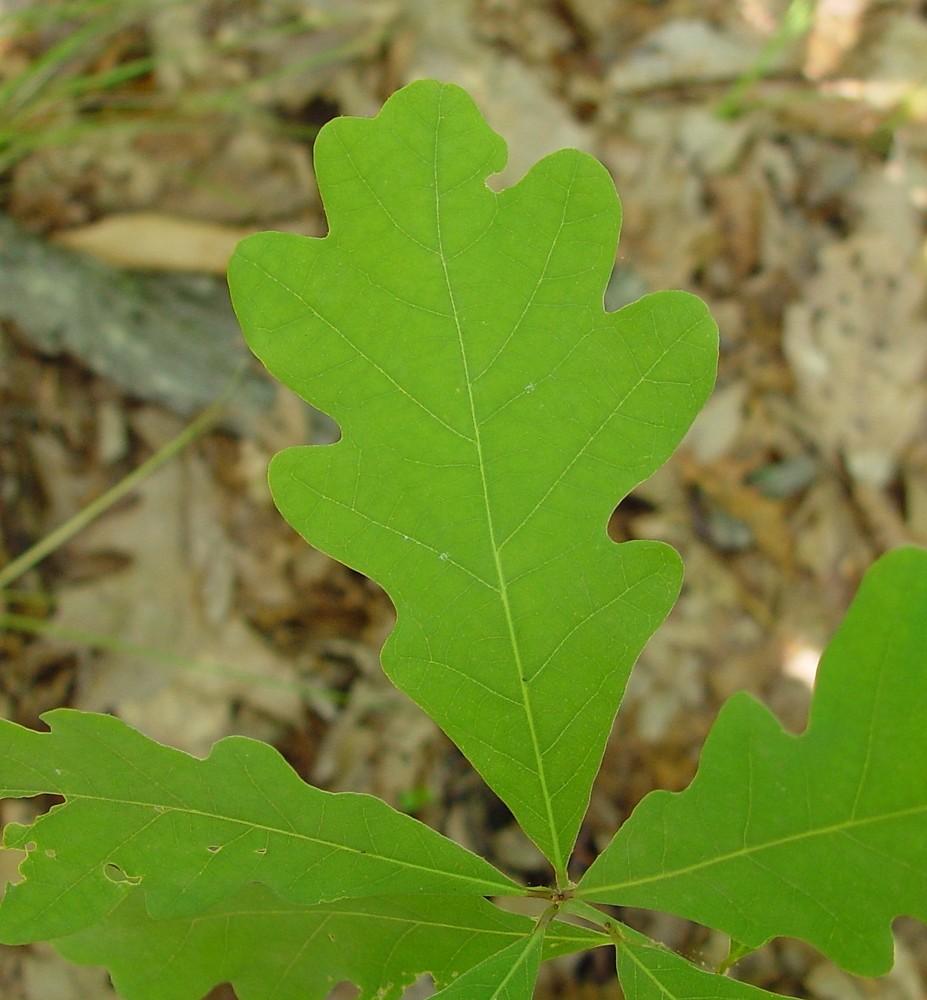 Quercus Alba - View 18 from www redcrocus com