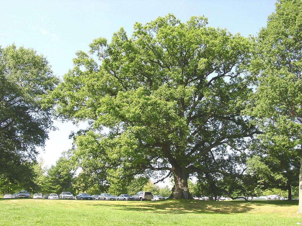 Quercus Alba - View 6 from www redcrocus com