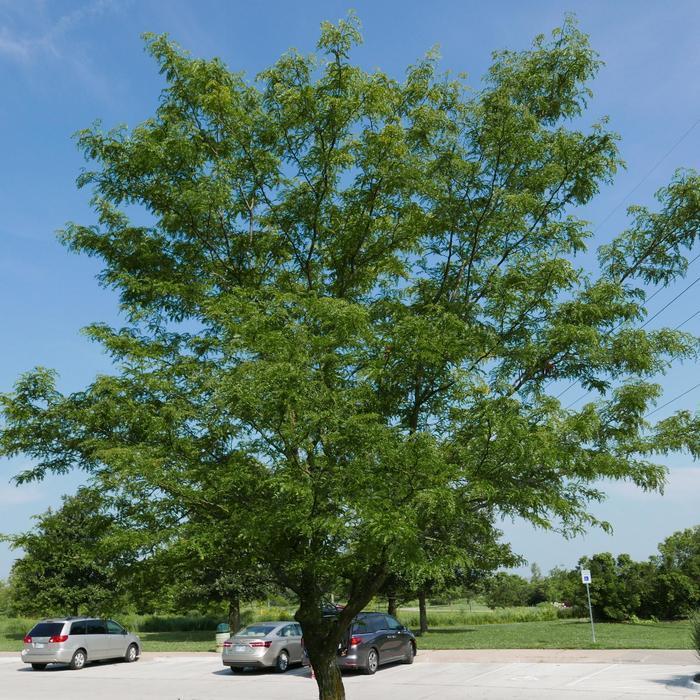 Gleditsia Triacanthos Skyline - View 10 from www redcrocus com