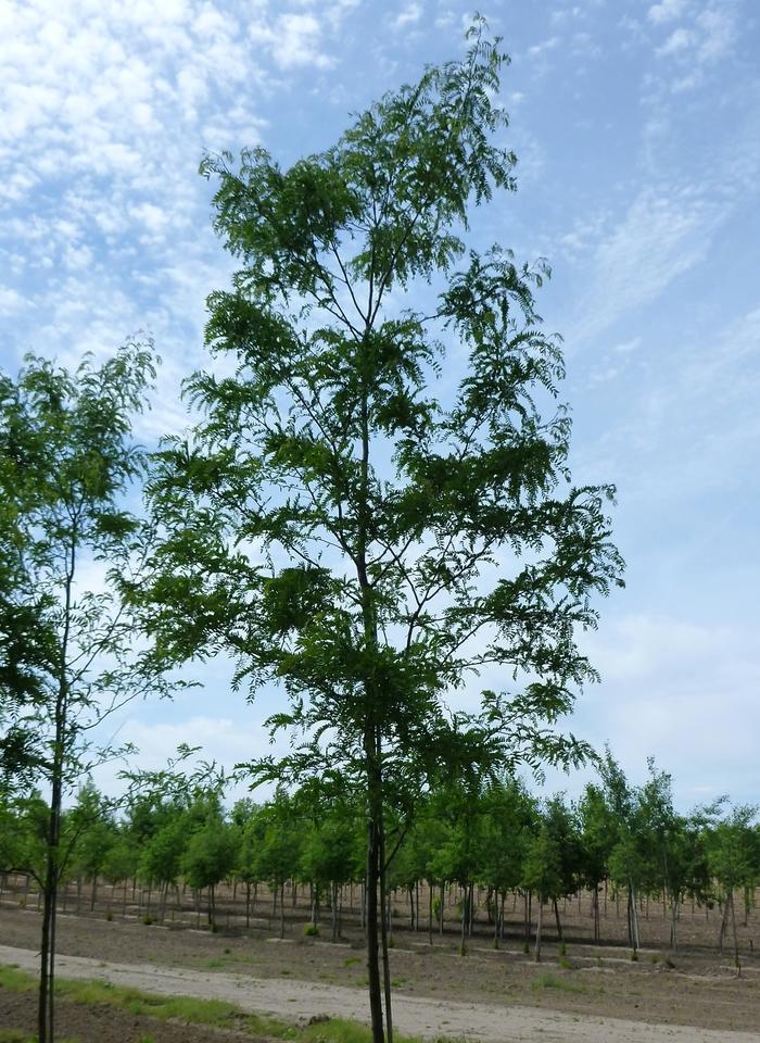 Gleditsia Triacanthos Skyline - View 12 from www redcrocus com