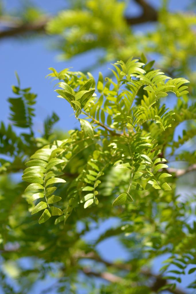 Gleditsia Triacanthos Skyline - View 14 from www redcrocus com
