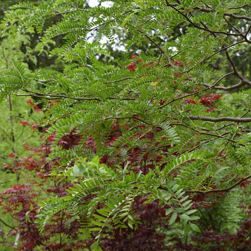 Gleditsia Triacanthos Skyline - View 15 from www redcrocus com