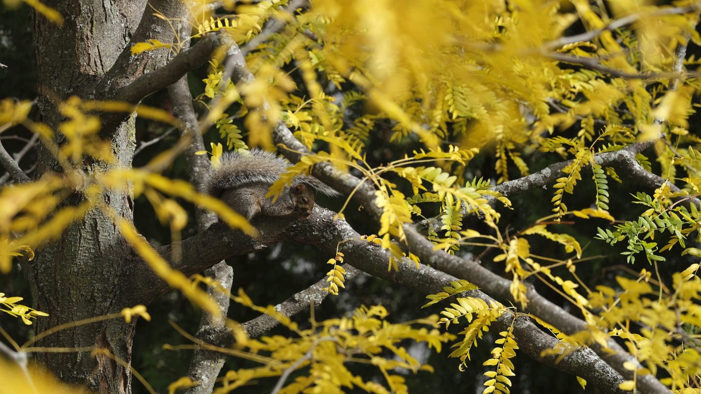 Gleditsia Triacanthos Skyline - View 18 from www redcrocus com