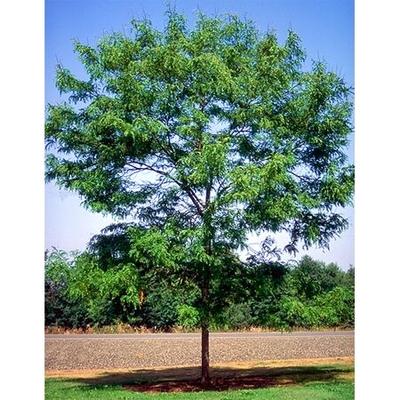 Gleditsia Triacanthos Skyline - View 19 from www redcrocus com