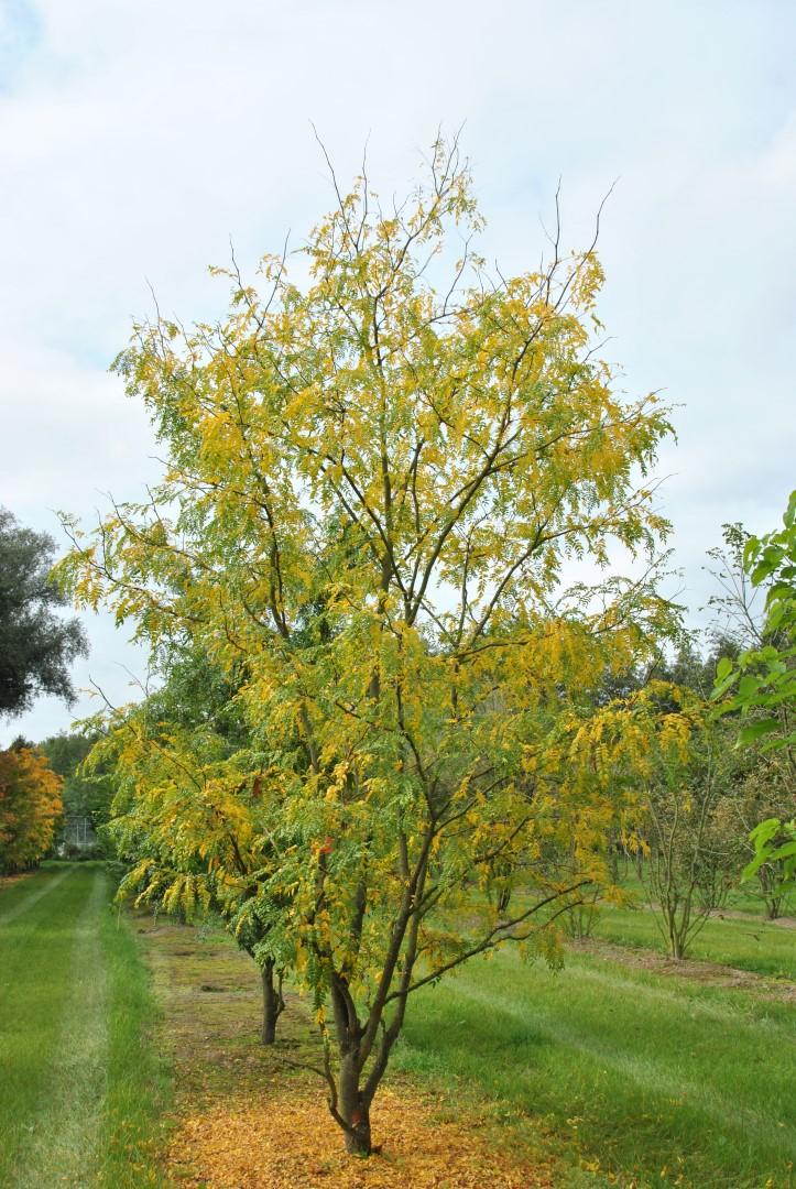 Gleditsia Triacanthos Skyline - View 2 from www redcrocus com