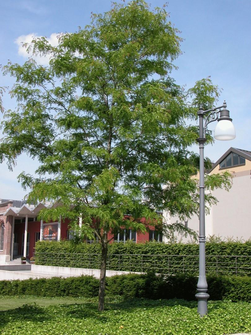 Gleditsia Triacanthos Skyline - View 4 from www redcrocus com