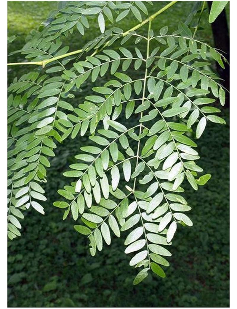 Gleditsia Triacanthos Skyline - View 5 from www redcrocus com