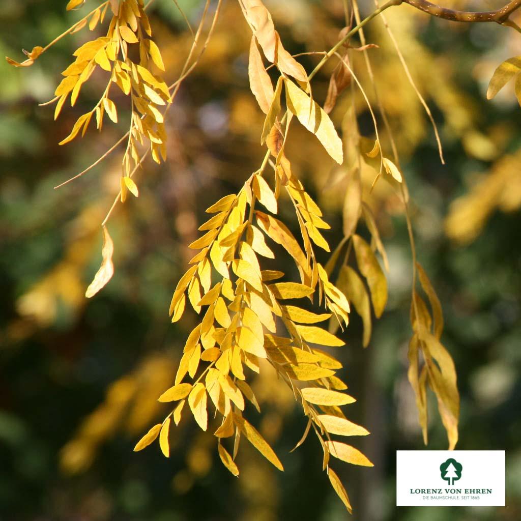Gleditsia Triacanthos Skyline - View 7 from www redcrocus com