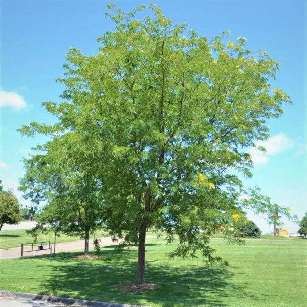 Gleditsia Triacanthos Skyline - View 8 from www redcrocus com