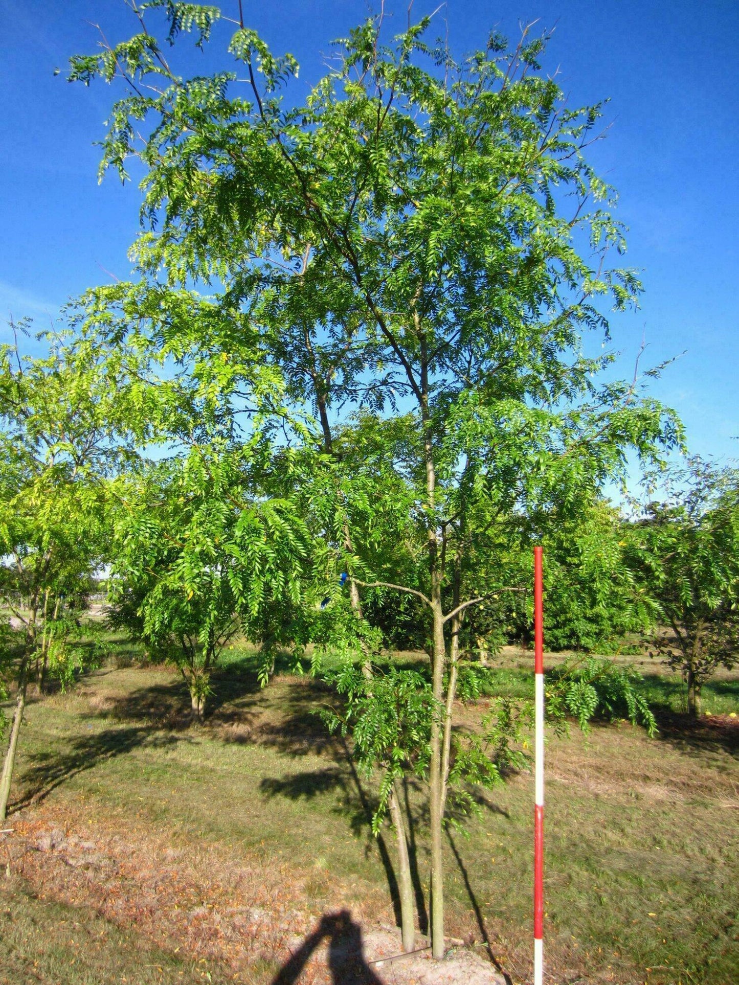 Gleditsia Triacanthos 'skyline' - View 10 from www redcrocus com
