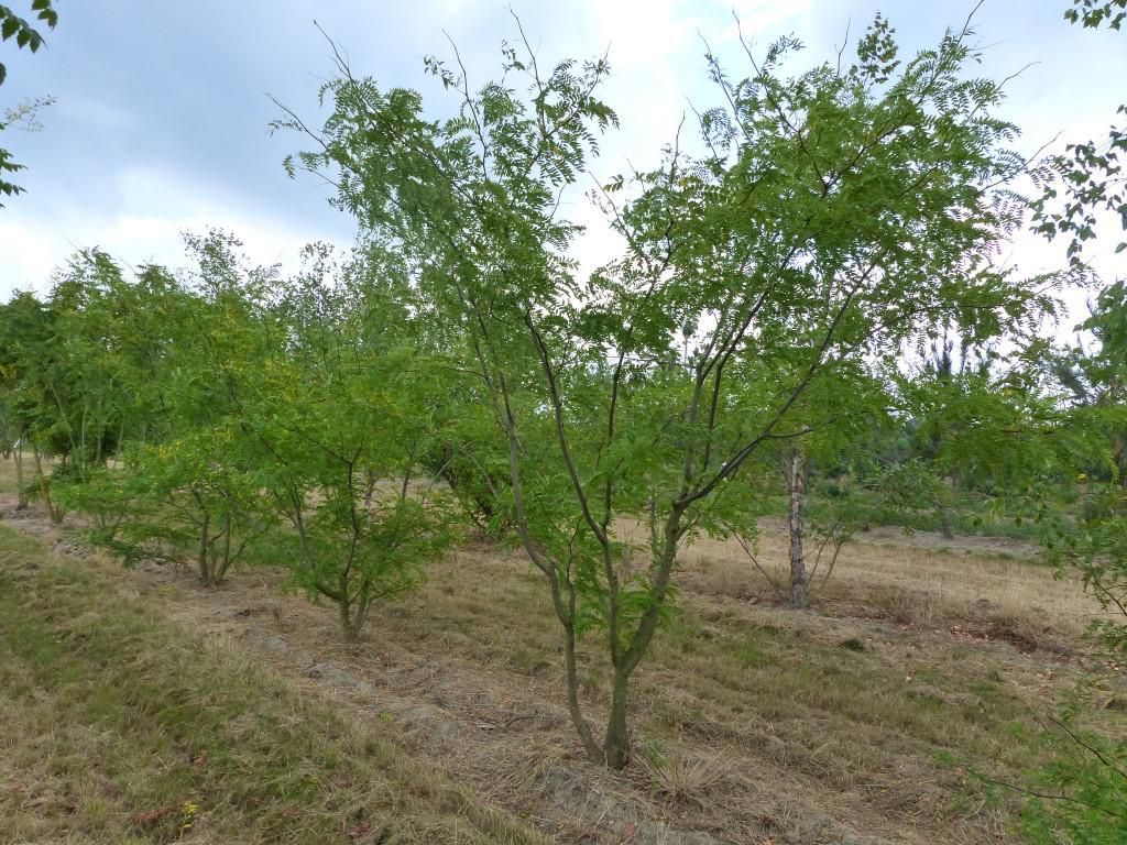 Gleditsia Triacanthos 'skyline' - View 17 from www redcrocus com