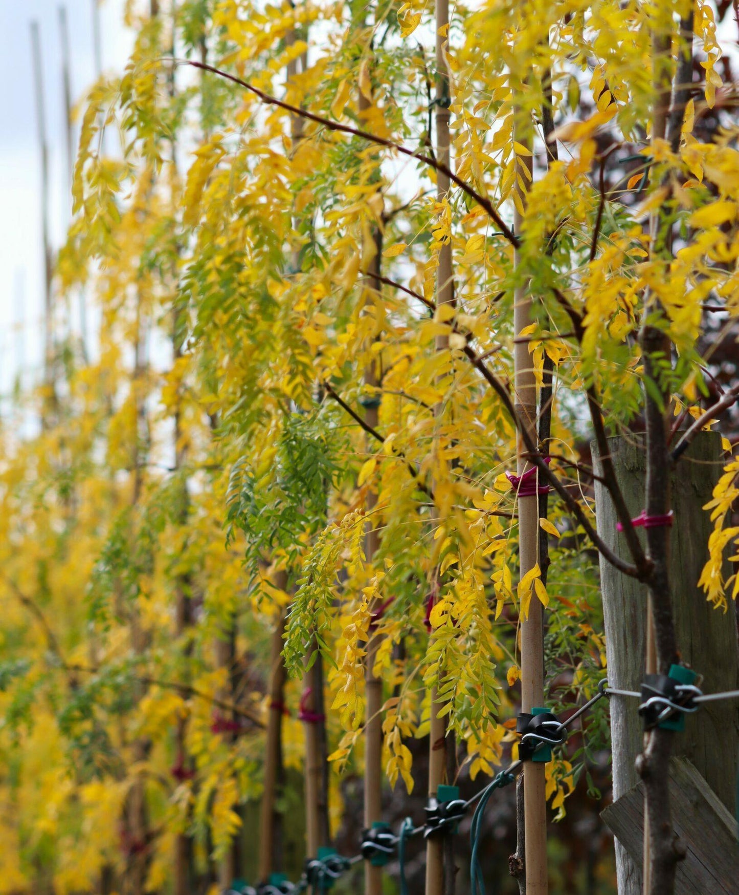 Gleditsia Triacanthos 'skyline' - View 18 from www redcrocus com