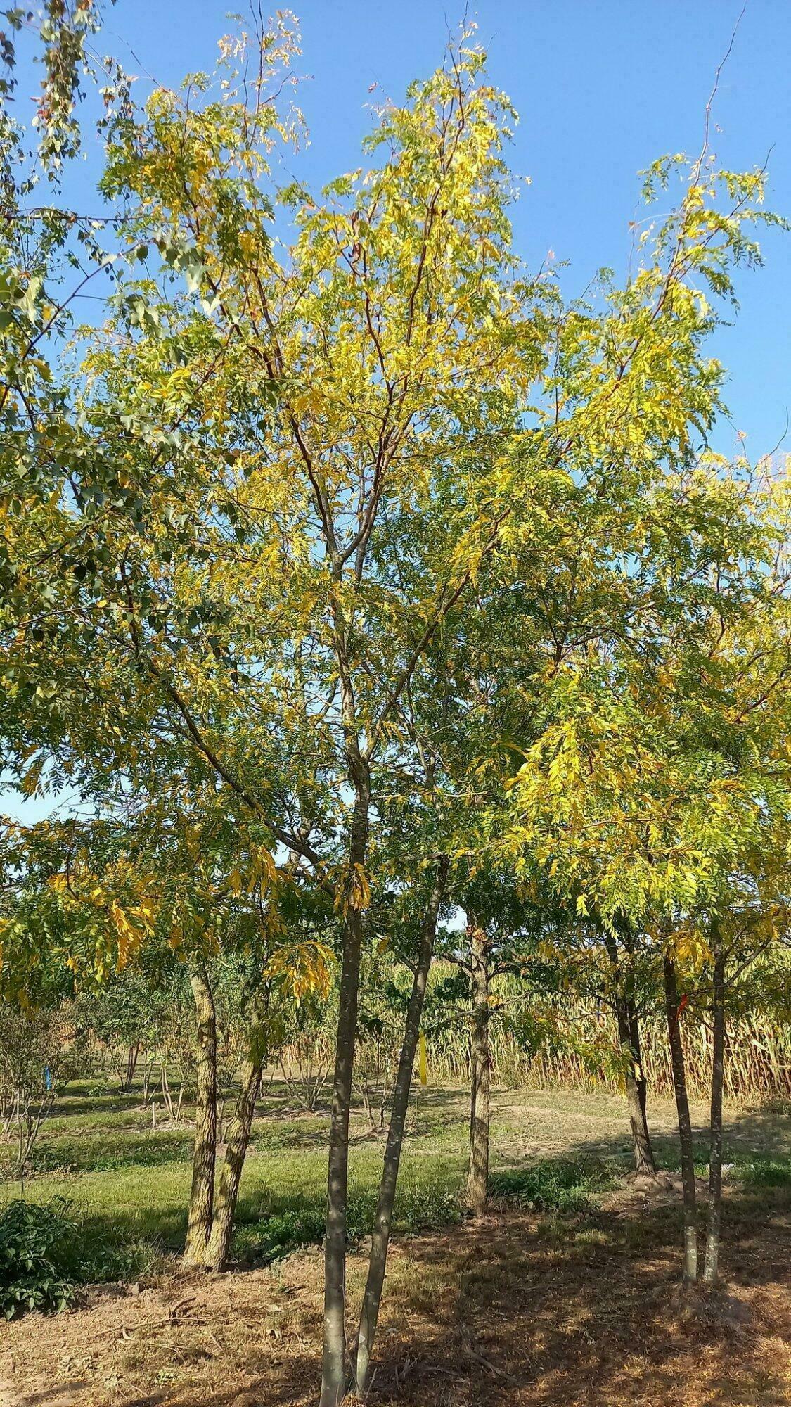 Gleditsia Triacanthos 'skyline' - View 19 from www redcrocus com