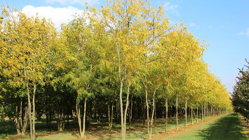 Gleditsia Triacanthos 'skyline' - View 20 from www redcrocus com