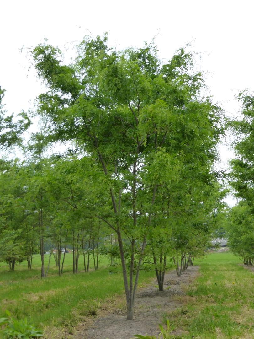 Gleditsia Triacanthos 'skyline' - View 6 from www redcrocus com