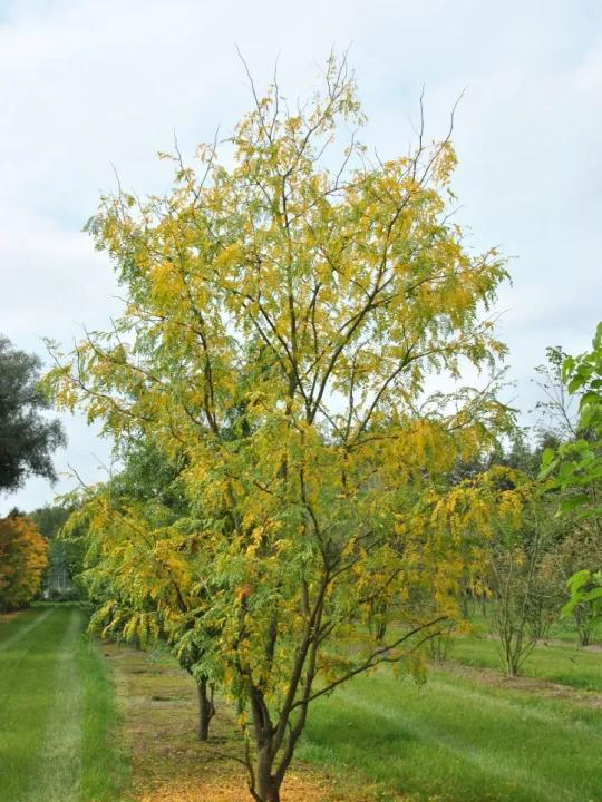 Gleditsia Triacanthos 'skyline' - View 7 from www redcrocus com
