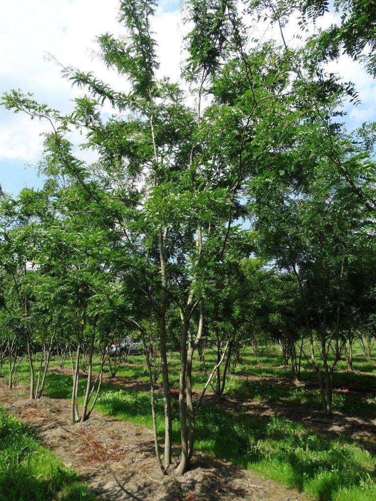 Gleditsia Triacanthos 'skyline' - View 9 from www redcrocus com