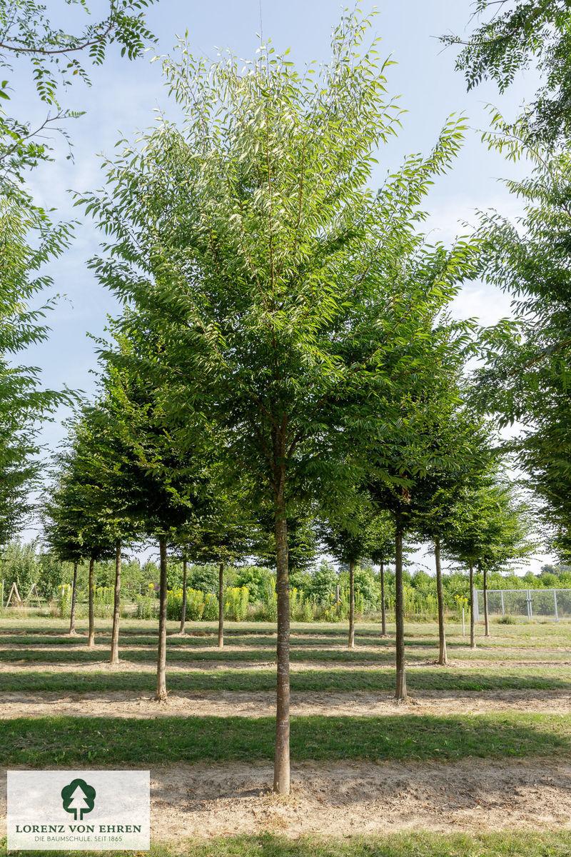 Zelkova Serrata Green Vase - View 14 from www redcrocus com