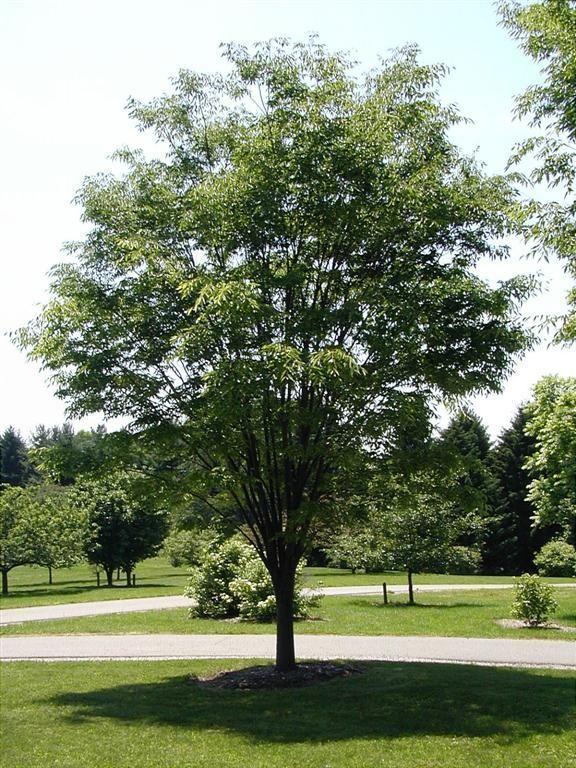 Zelkova Serrata Green Vase - View 19 from www redcrocus com
