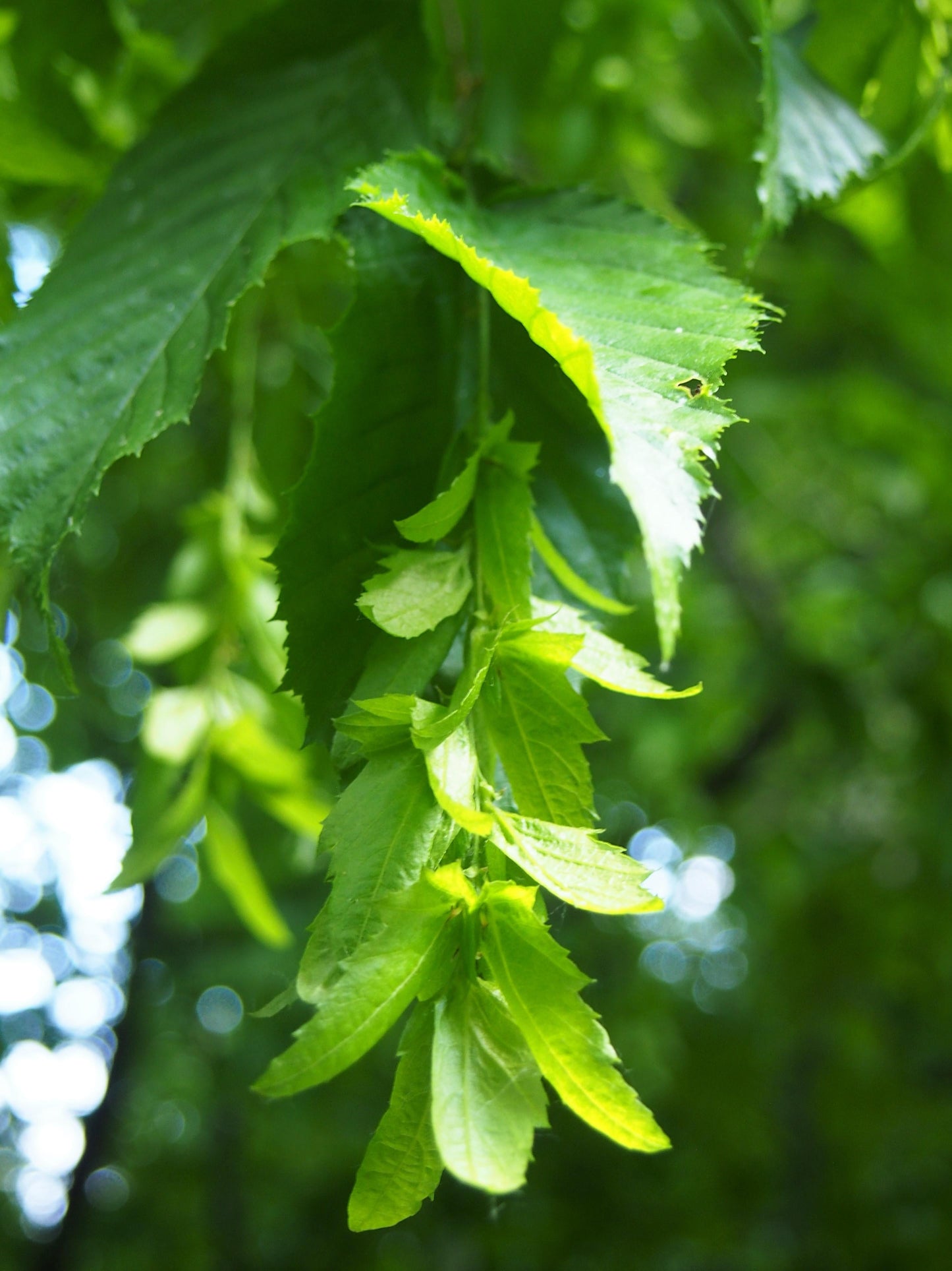 Carpinus Caroliniana Single Stem - View 14 from www redcrocus com