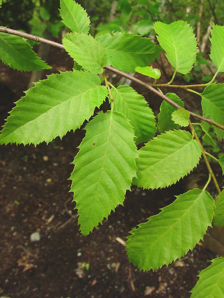Carpinus Caroliniana Single Stem - View 17 from www redcrocus com