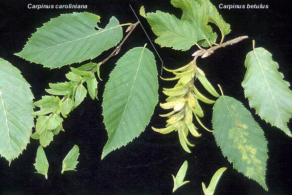 Carpinus Caroliniana Single Stem - View 19 from www redcrocus com