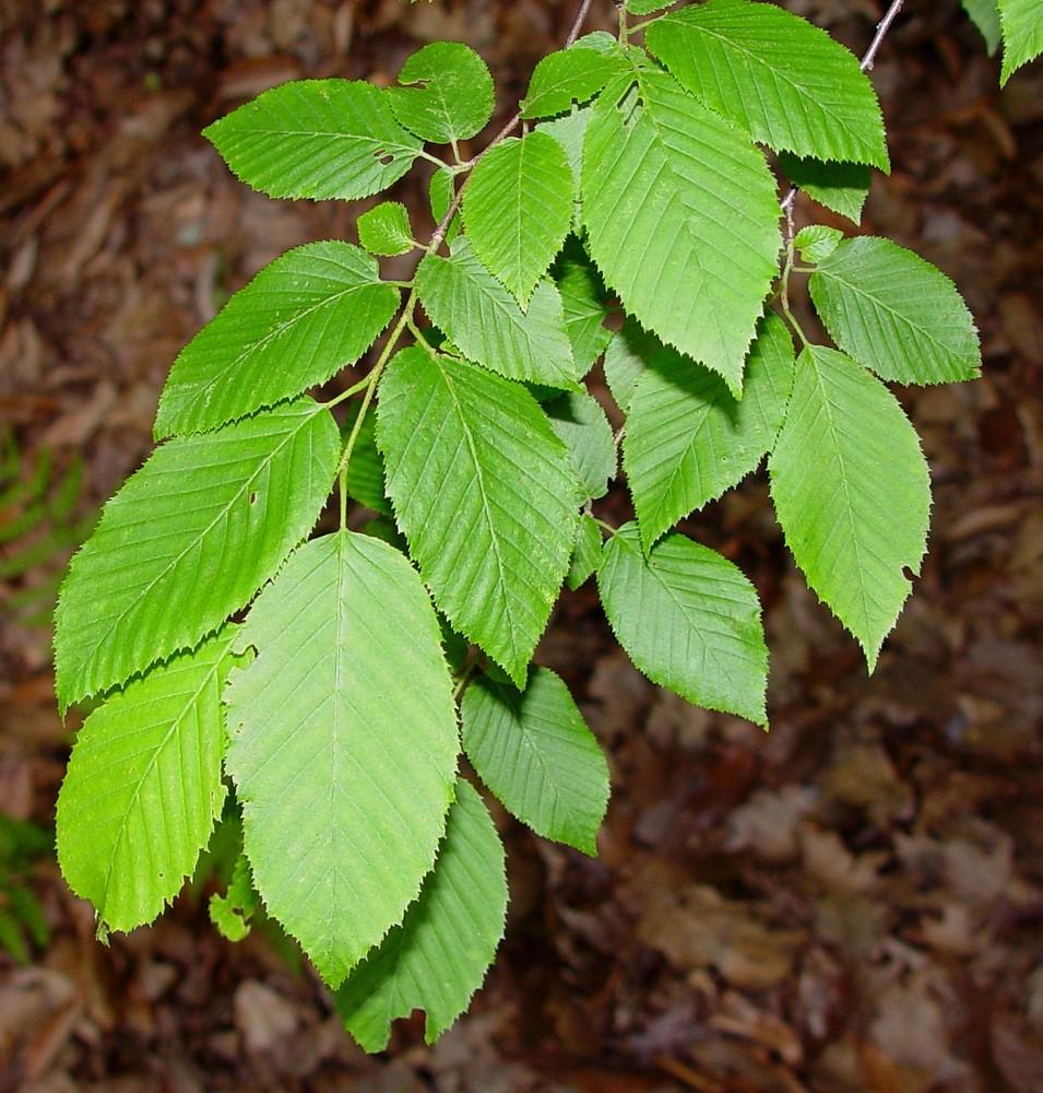Carpinus Caroliniana Single Stem - View 5 from www redcrocus com