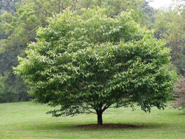 Carpinus Caroliniana Single Stem - View 7 from www redcrocus com