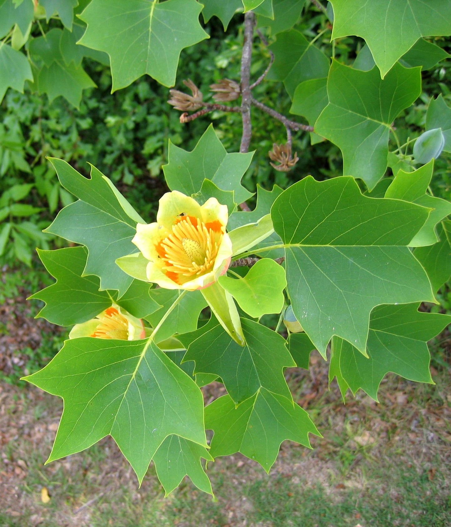 Liriodendron Tulipifera - View 12 from www redcrocus com