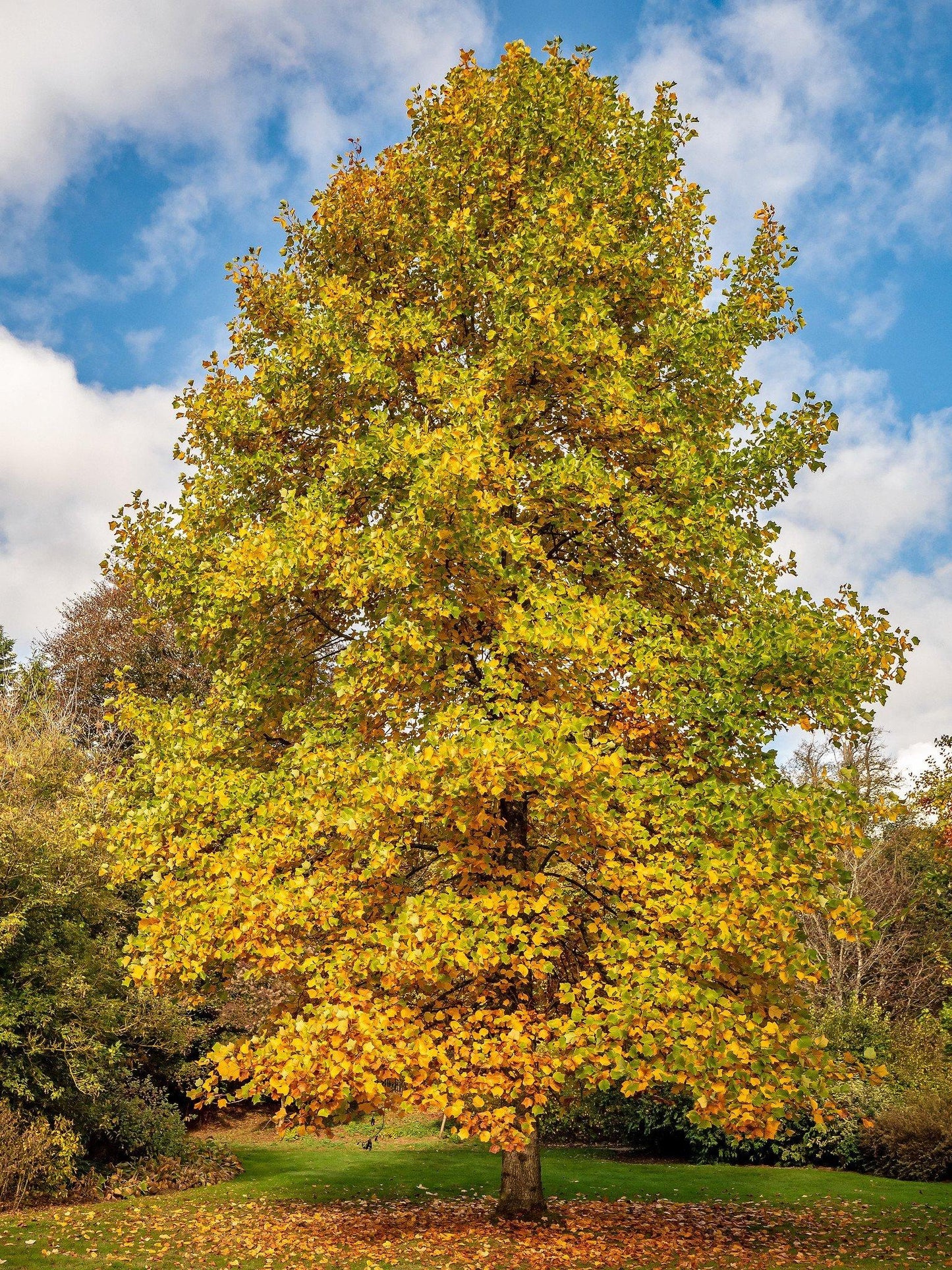 Liriodendron Tulipifera - View 16 from www redcrocus com