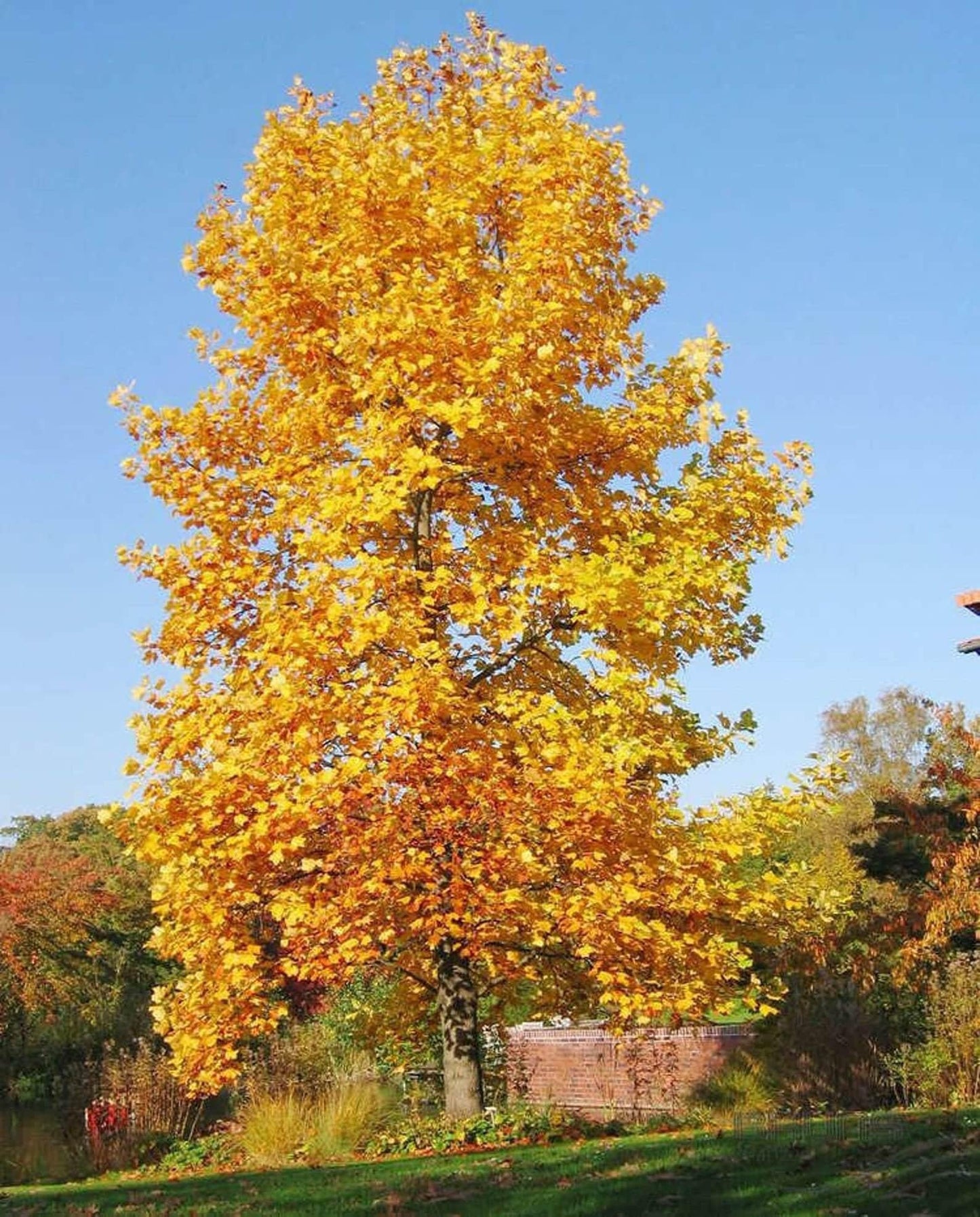 Liriodendron Tulipifera - View 7 from www redcrocus com