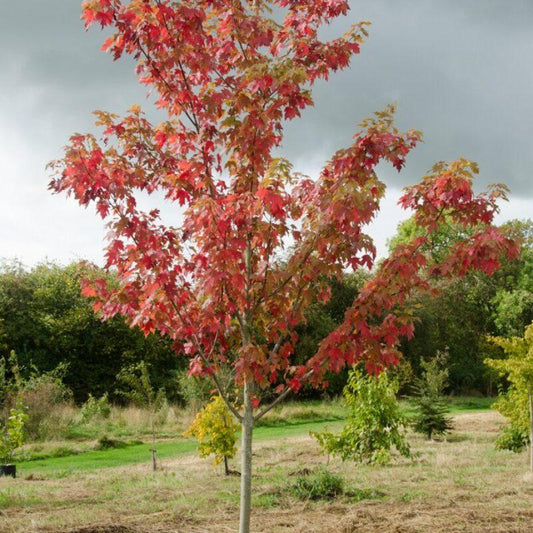 Acer X Freemanii Autumn Blaze - View 10 from www redcrocus com