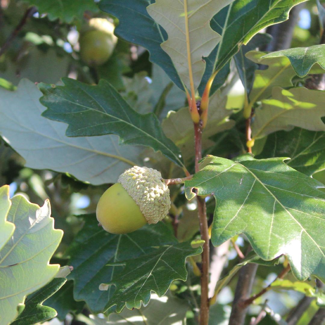 Quercus Robur Regal Prince - View 10 from www redcrocus com
