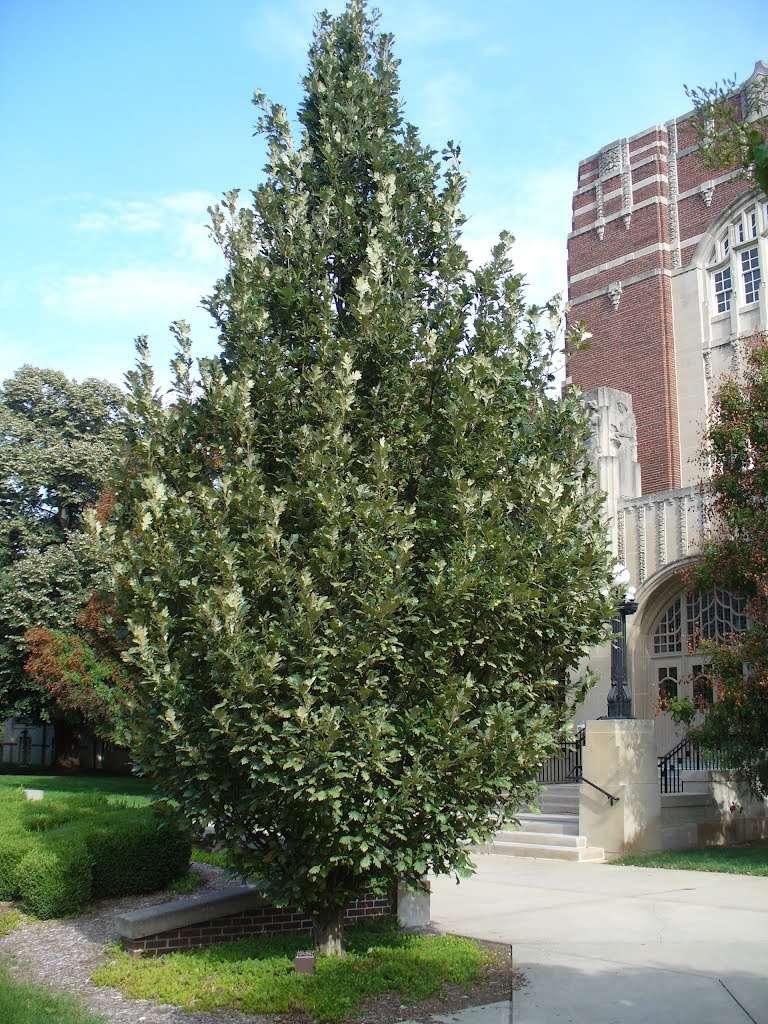 Quercus Robur Regal Prince - View 11 from www redcrocus com