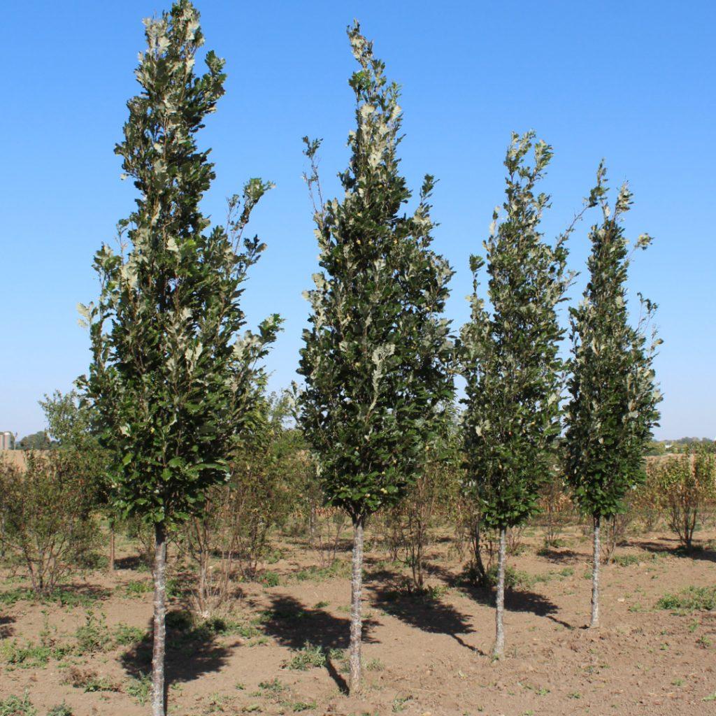 Quercus Robur Regal Prince - View 12 from www redcrocus com