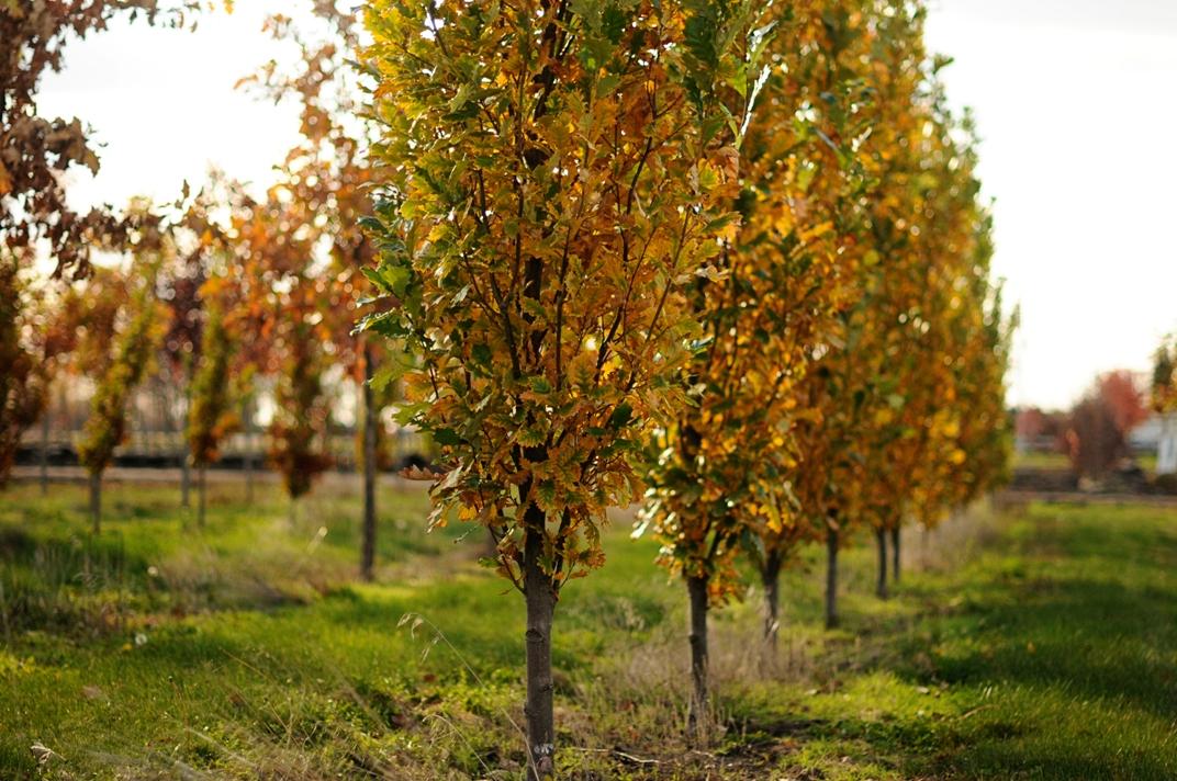 Quercus Robur Regal Prince - View 13 from www redcrocus com