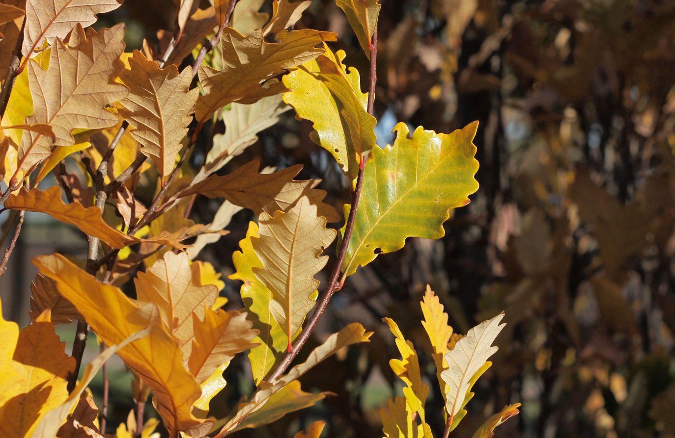 Quercus Robur Regal Prince - View 15 from www redcrocus com