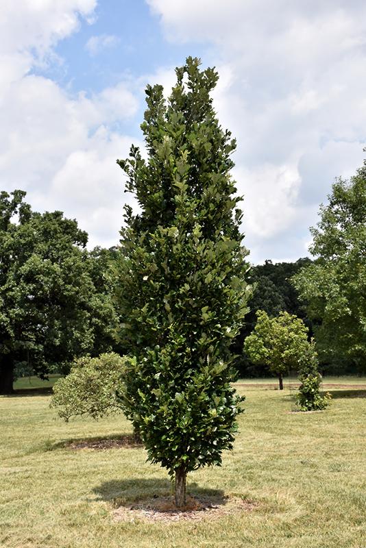 Quercus Robur Regal Prince - View 16 from www redcrocus com