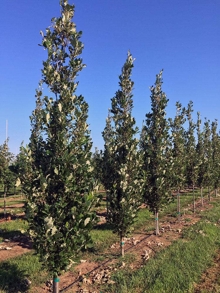 Quercus Robur Regal Prince - View 17 from www redcrocus com