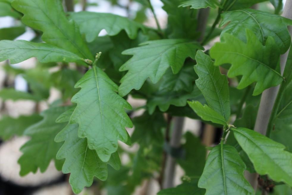 Quercus Robur Regal Prince - View 19 from www redcrocus com
