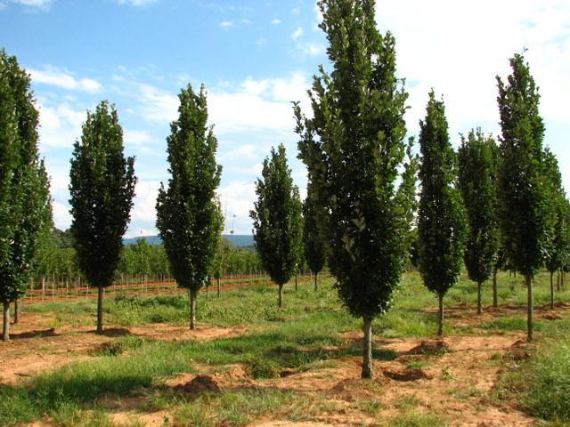 Quercus Robur Regal Prince - View 20 from www redcrocus com