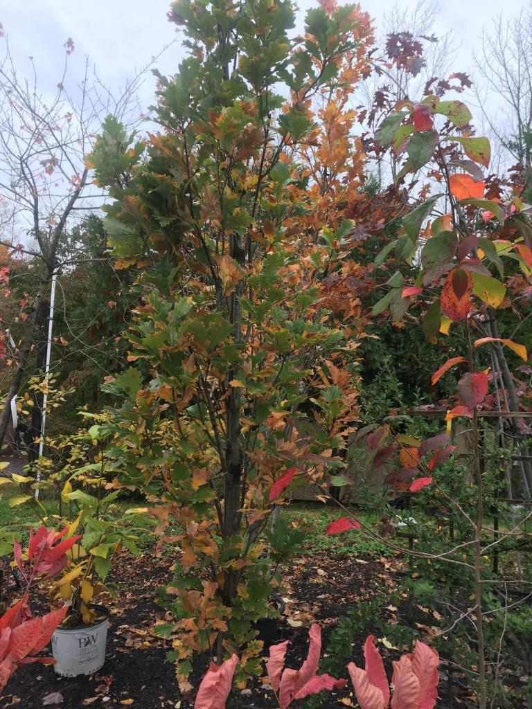 Quercus Robur Regal Prince - View 3 from www redcrocus com