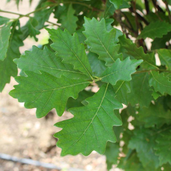 Quercus Robur Regal Prince - View 5 from www redcrocus com